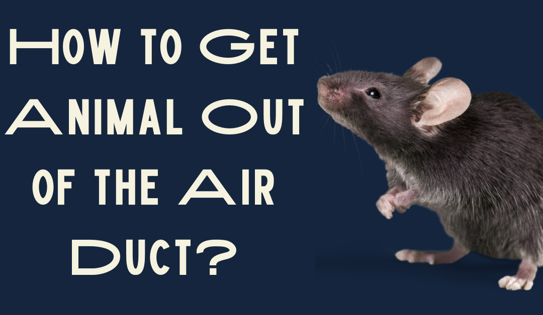 How to Get Animal Out of the Air Duct?